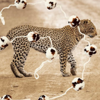 Luna -Leena Garland POM POM Leopard - L 2M - 100% zachte wol - handgemaakt in Nepal