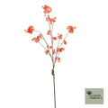 Prunus Malaga trosperzik 126cm