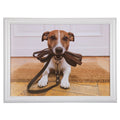 Schootkussen humor jack russell 43cm