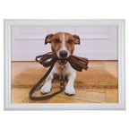 Schootkussen humor jack russell 43cm