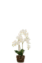 J-Line plant Orchidee In Aarde - kunststof - wit/groen - large