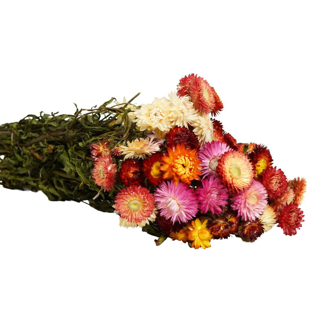 Gedroogde bloemen – Helichrysum-mix