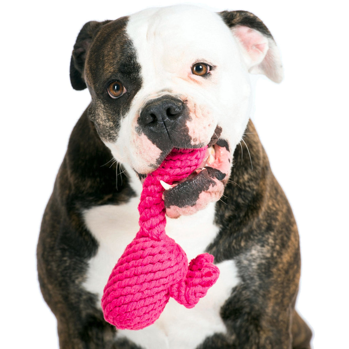 Franzi Flamingo - cultspeelgoed voor honden