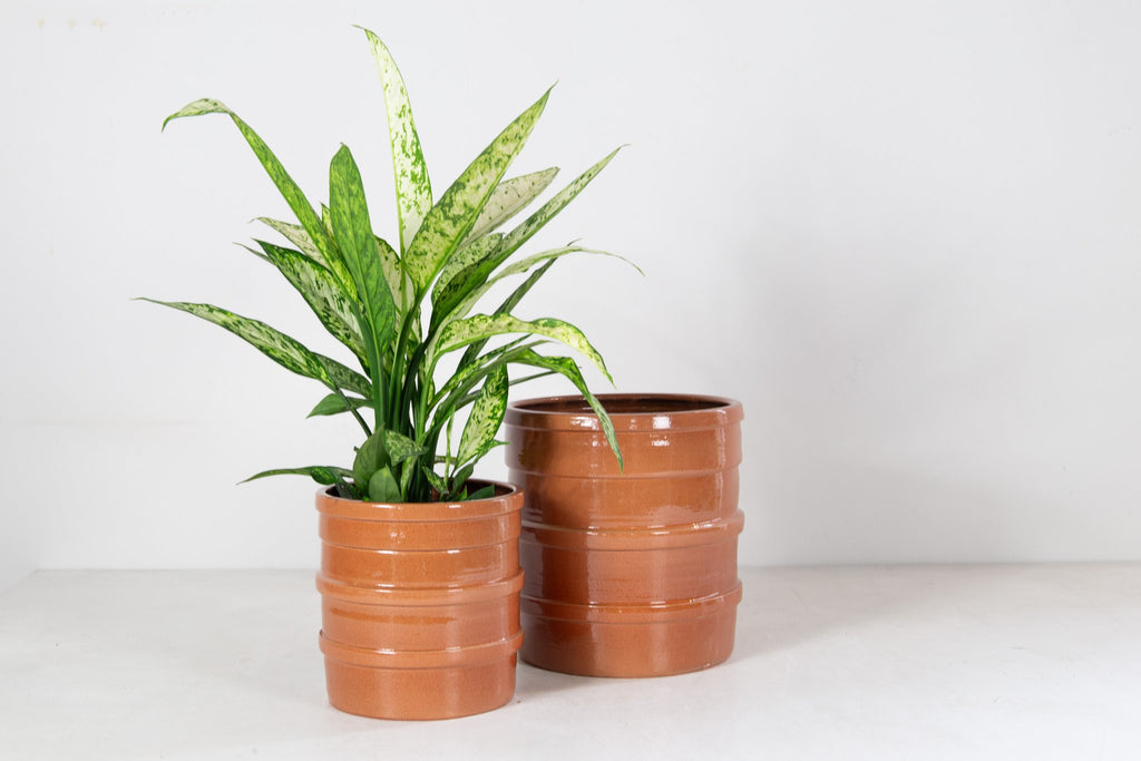 Bana pot sh bleke rosso