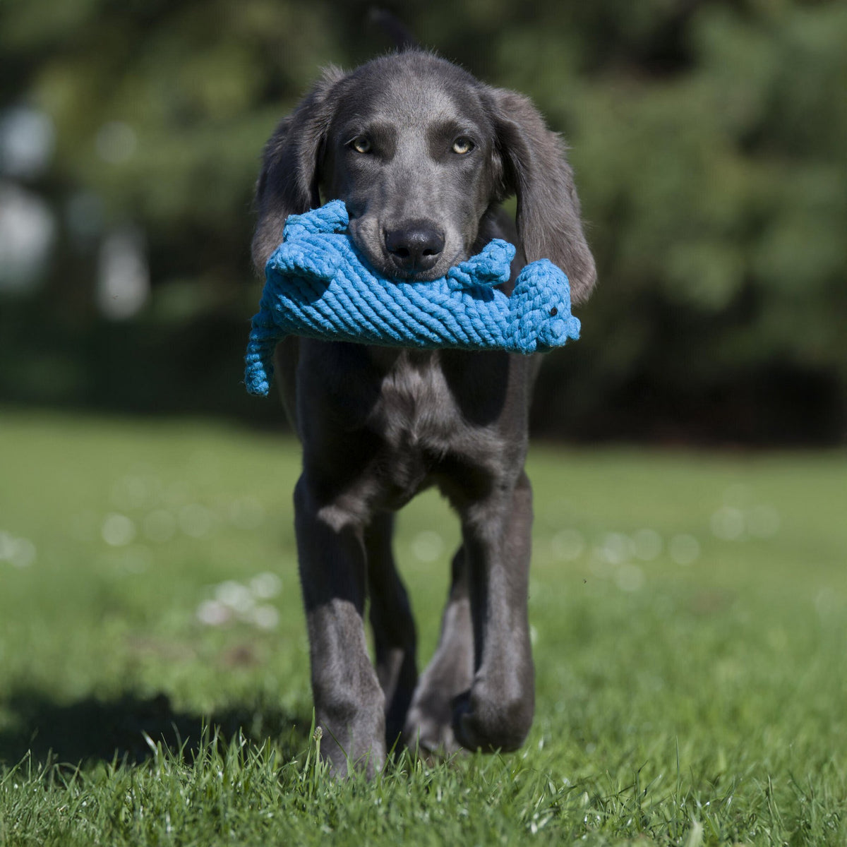 Kurt Kangaroo - cultspeelgoed voor honden