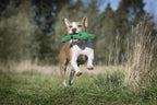 Kalli Krokodil - cultspeelgoed voor honden