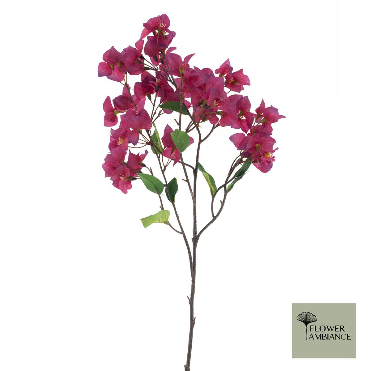 Bougainvillea tros fuchsia 106cm