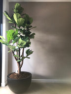 Plantenpot - Louisiana black OP = OP