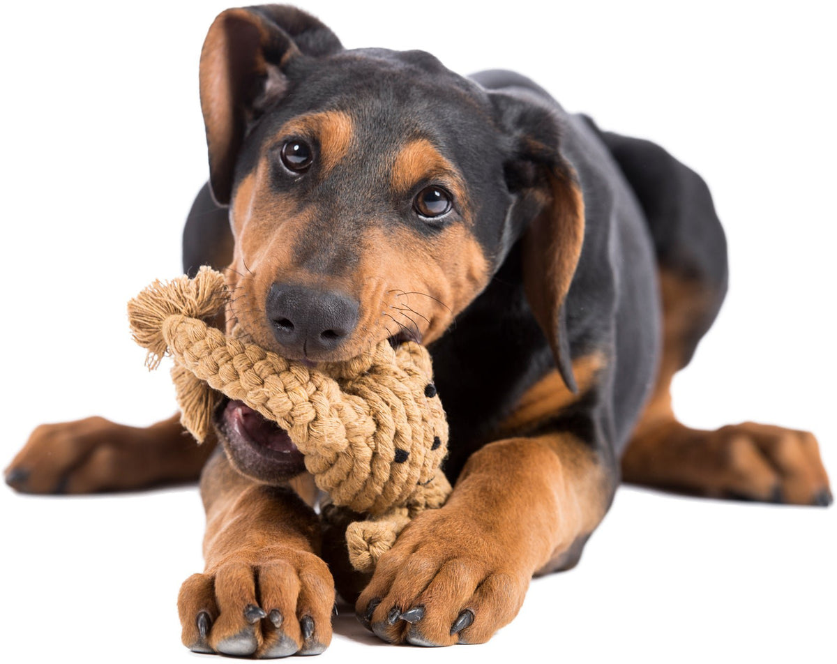 Heinrich Rabbit - cultspeelgoed voor honden