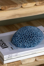 J-Line decoratie Koraal - polyresin - lichtblauw - S