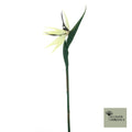 Strelitzia crème/paars 84cm