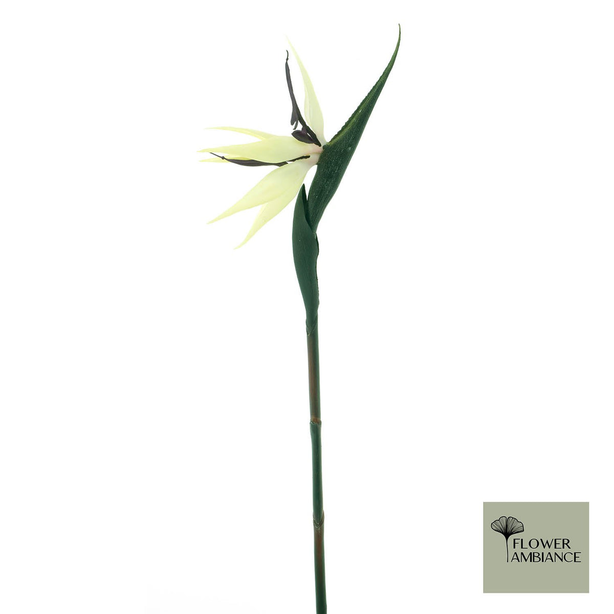 Strelitzia crème/paars 84cm