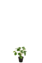 J-Line Piilea Peperomioides In Pot Kunststof Groen