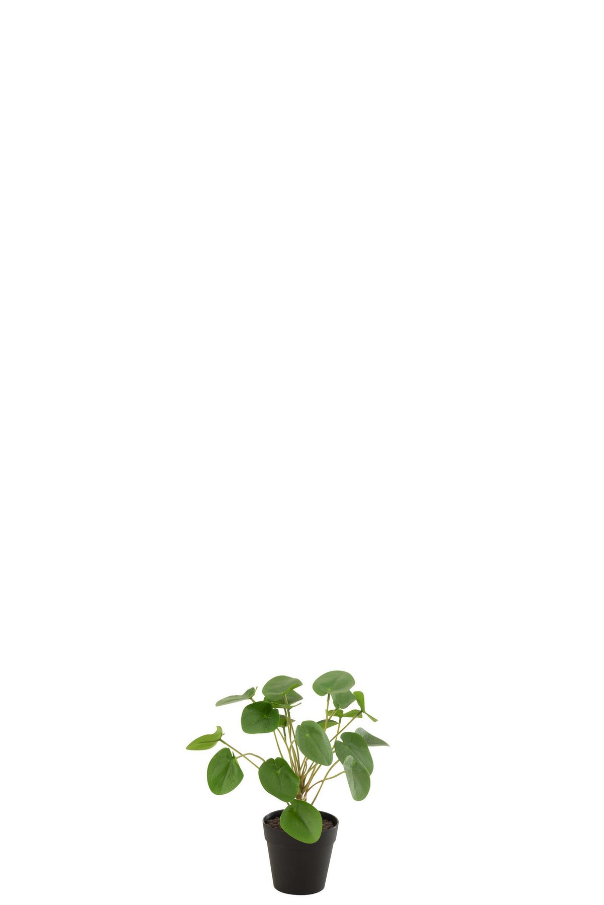 J-Line Piilea Peperomioides In Pot Kunststof Groen