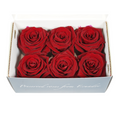 Rose Standaard W-Box 6 Rood