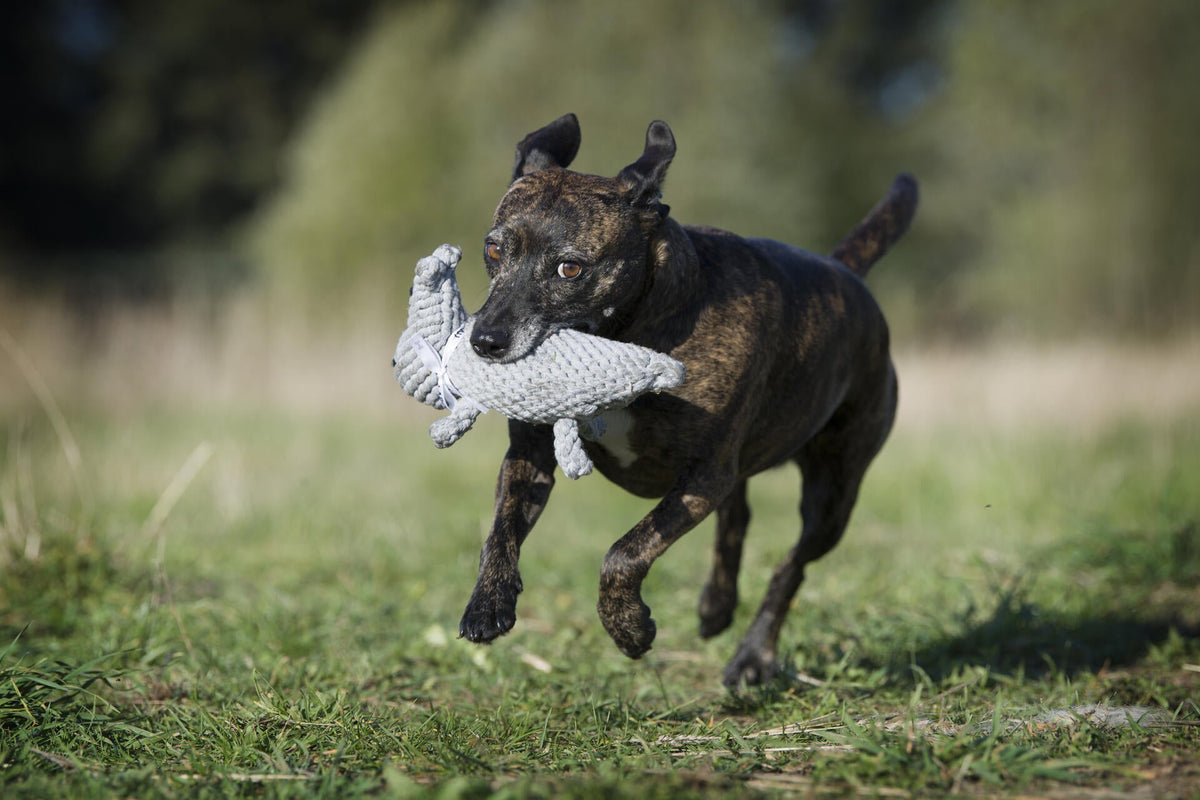 Nina nijlpaard - cultspeelgoed voor honden