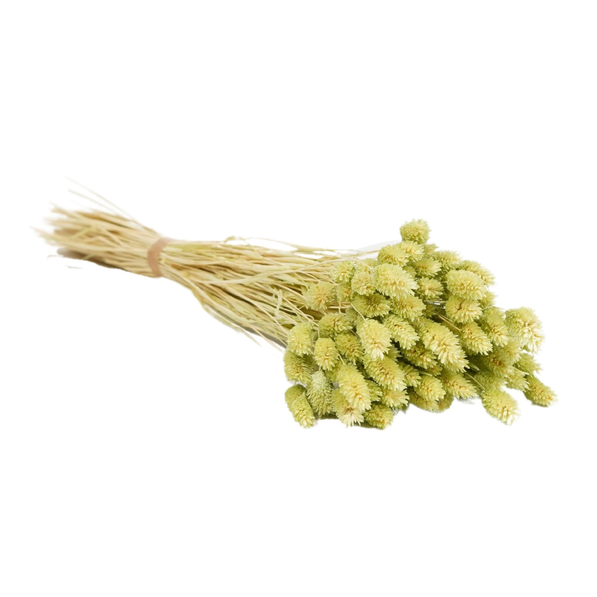 Gedroogde bloemen - Phalaris Zachte Limoen