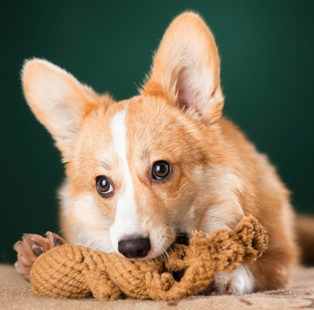 Heinrich Rabbit - cultspeelgoed voor honden