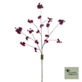 FD Prunus Malaga trosaubergine126