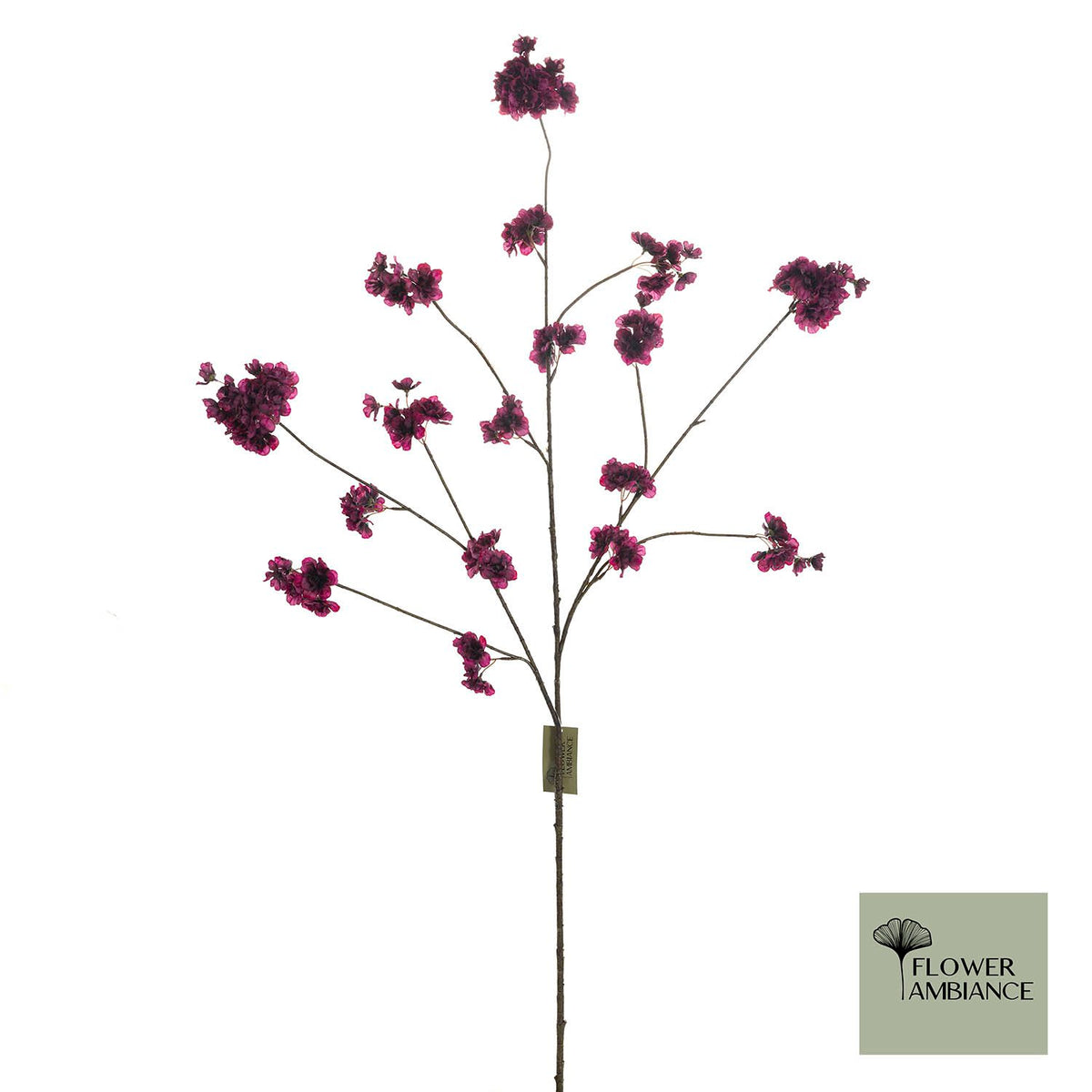 FD Prunus Malaga trosaubergine126