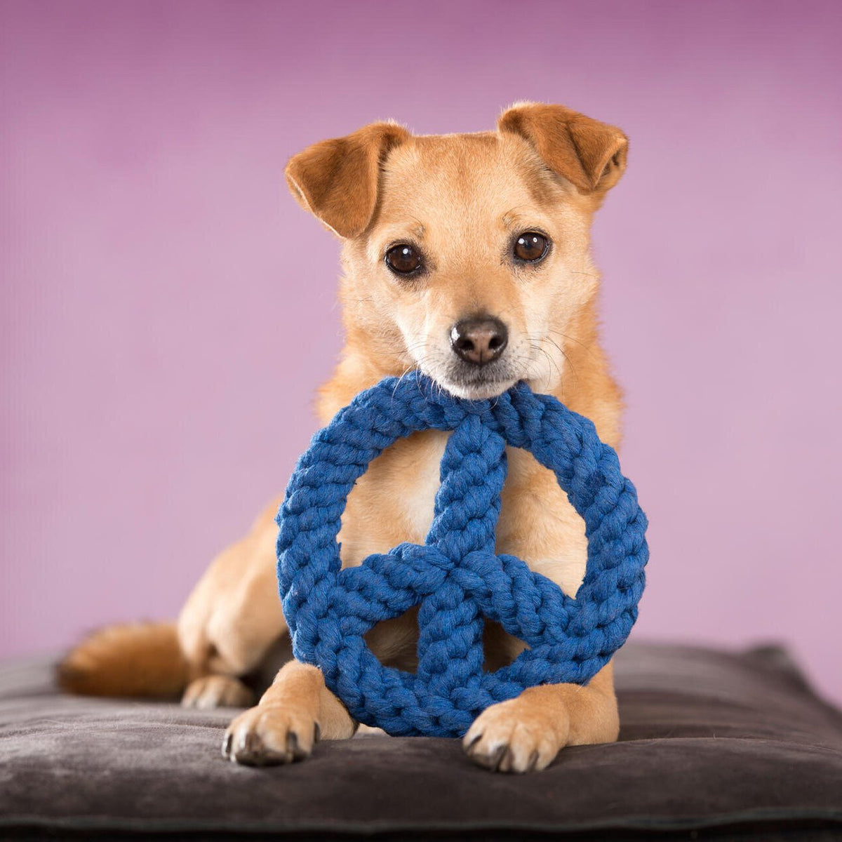 Paula & Paulchen Peace - cultspeelgoed voor honden