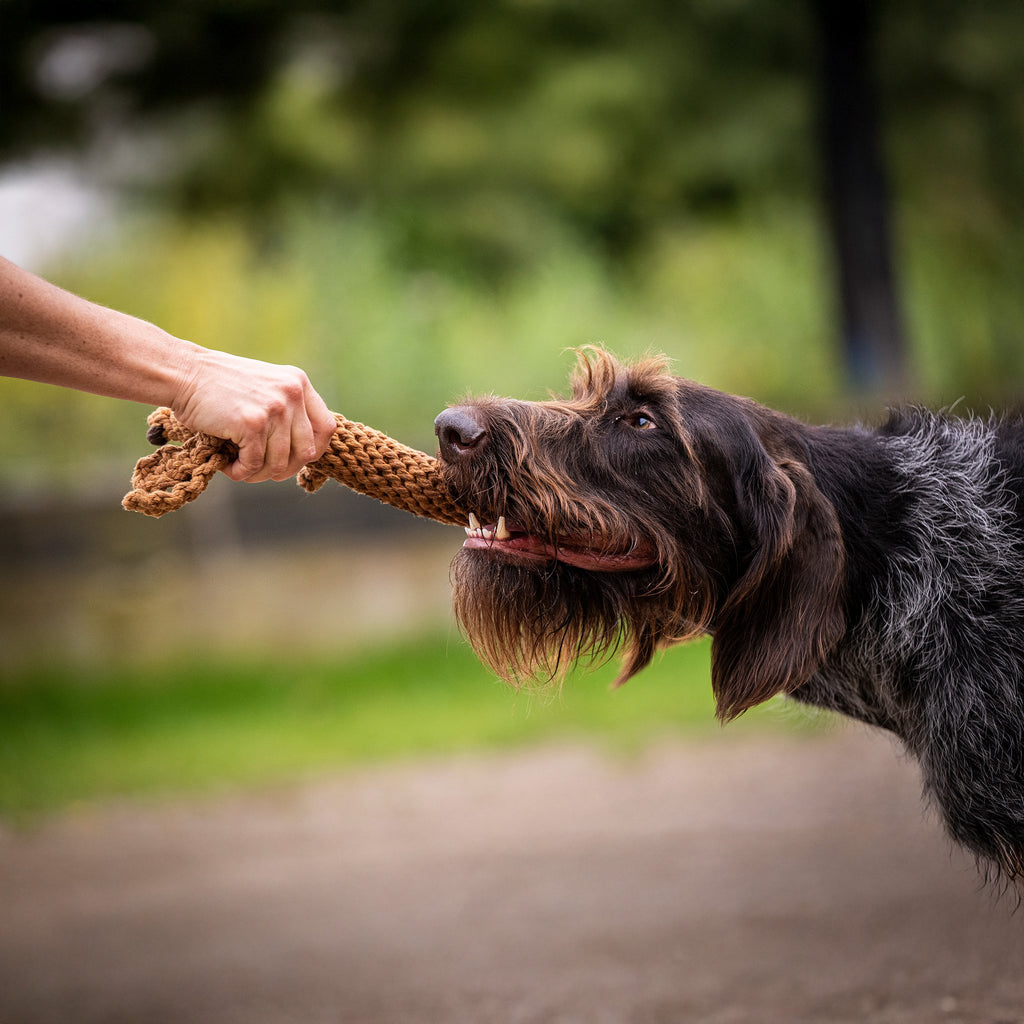 Diego Teckel - cultspeelgoed voor honden