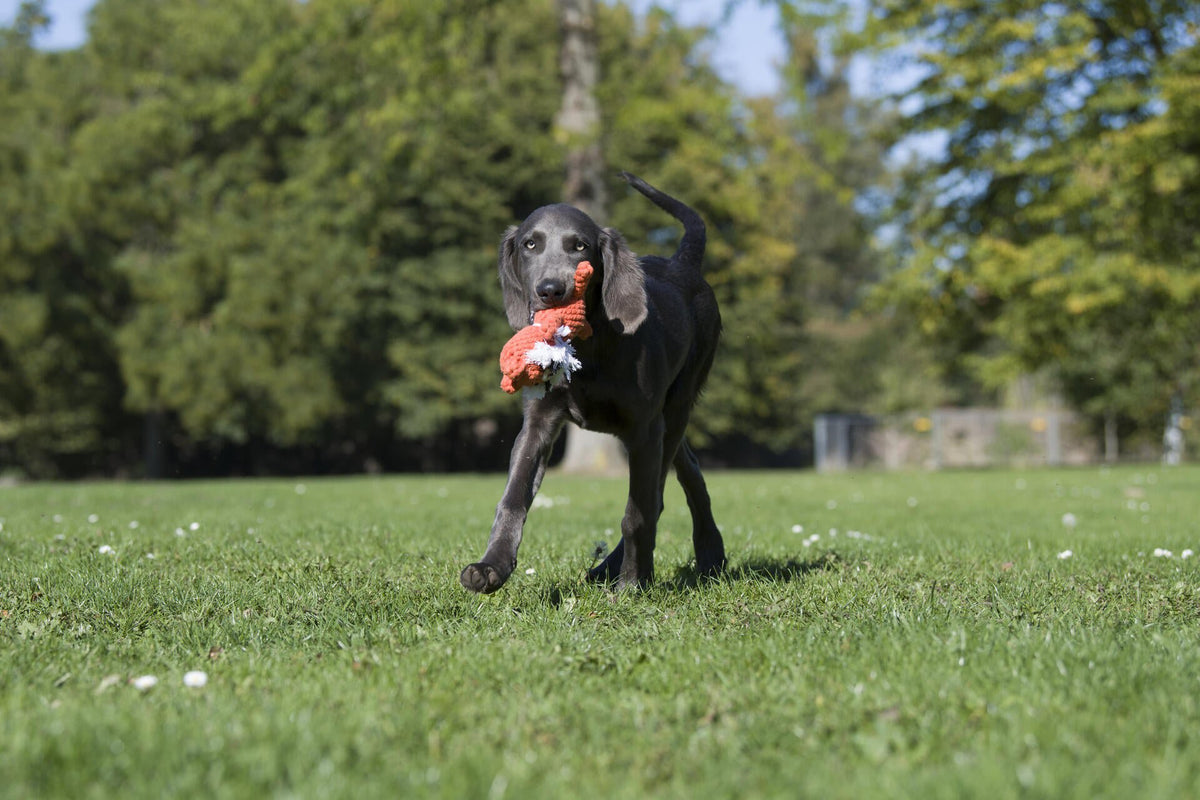 Timothy Tiger - cultspeelgoed voor honden