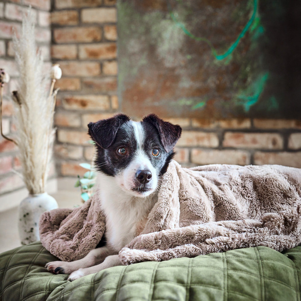 Cosy knuffeldeken voor honden