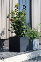 Plantenbak SALE! - El Salvador black - korting reeds in de prijs verwerkt. OP=OP