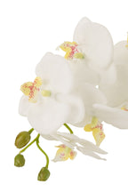 J-Line plant Orchidee In Aarde - kunststof - wit/groen - large