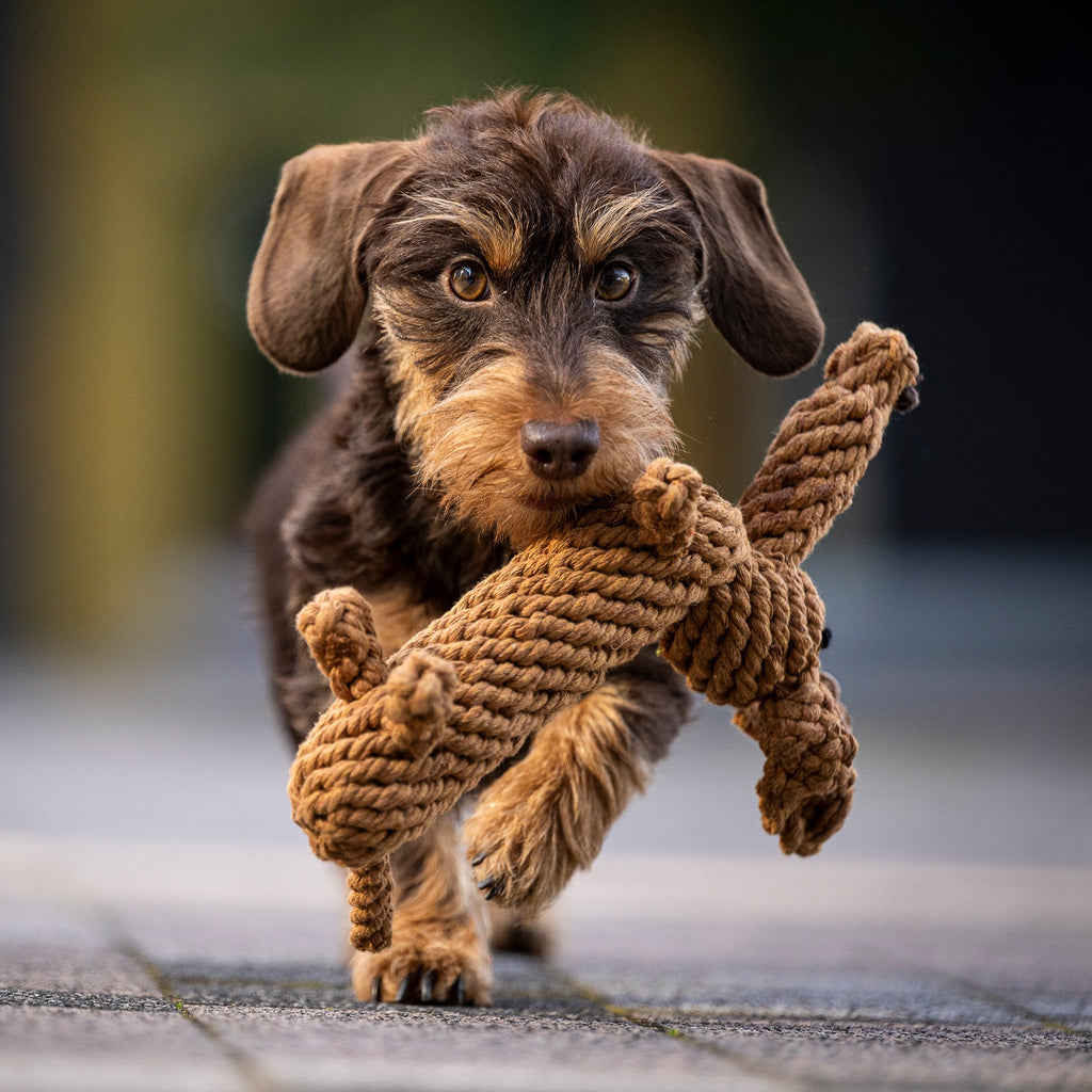 Diego Teckel - cultspeelgoed voor honden