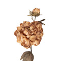 Kunstbloem 73 cm Bruin Kunststof