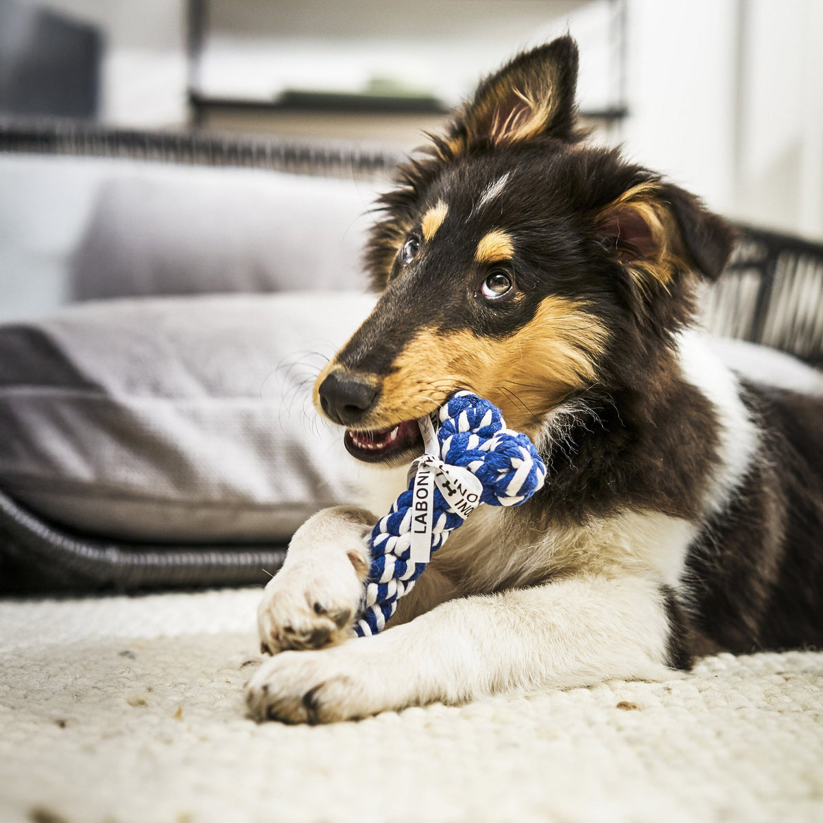 Bonnie Bone - cultspeelgoed voor honden