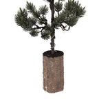 Mini Kunstkerstboom 28x28x80 cm / 3xAAA Groen Hout