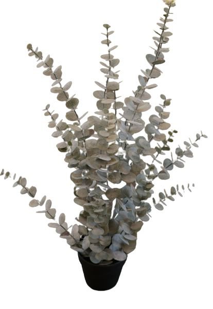 Eucalyptus in pot 78cm groen