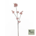 Prunus malaga trosroze 84cm
