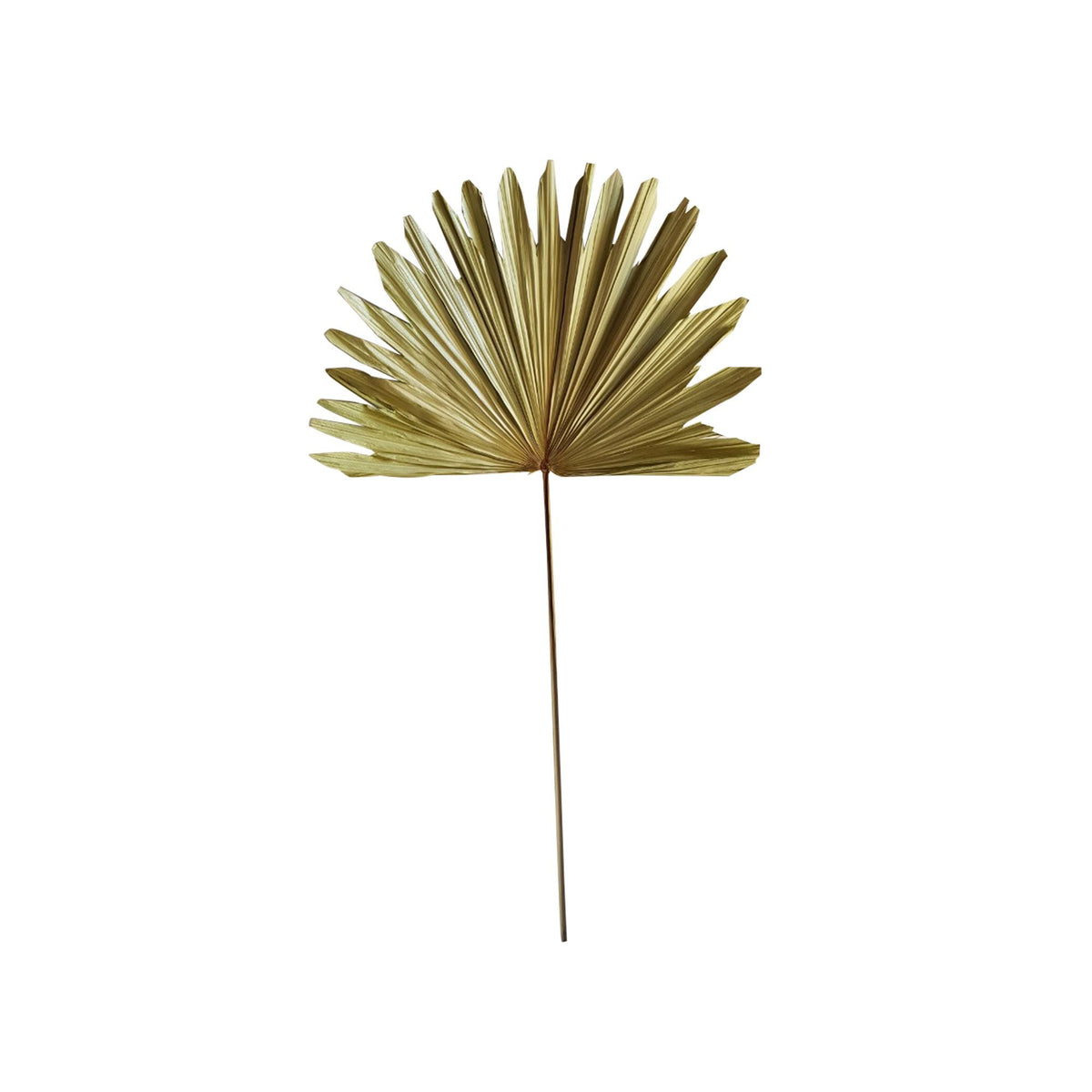 *palmblad tak gedroogd 103cm*