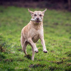 Bonnie Bone - cultspeelgoed voor honden