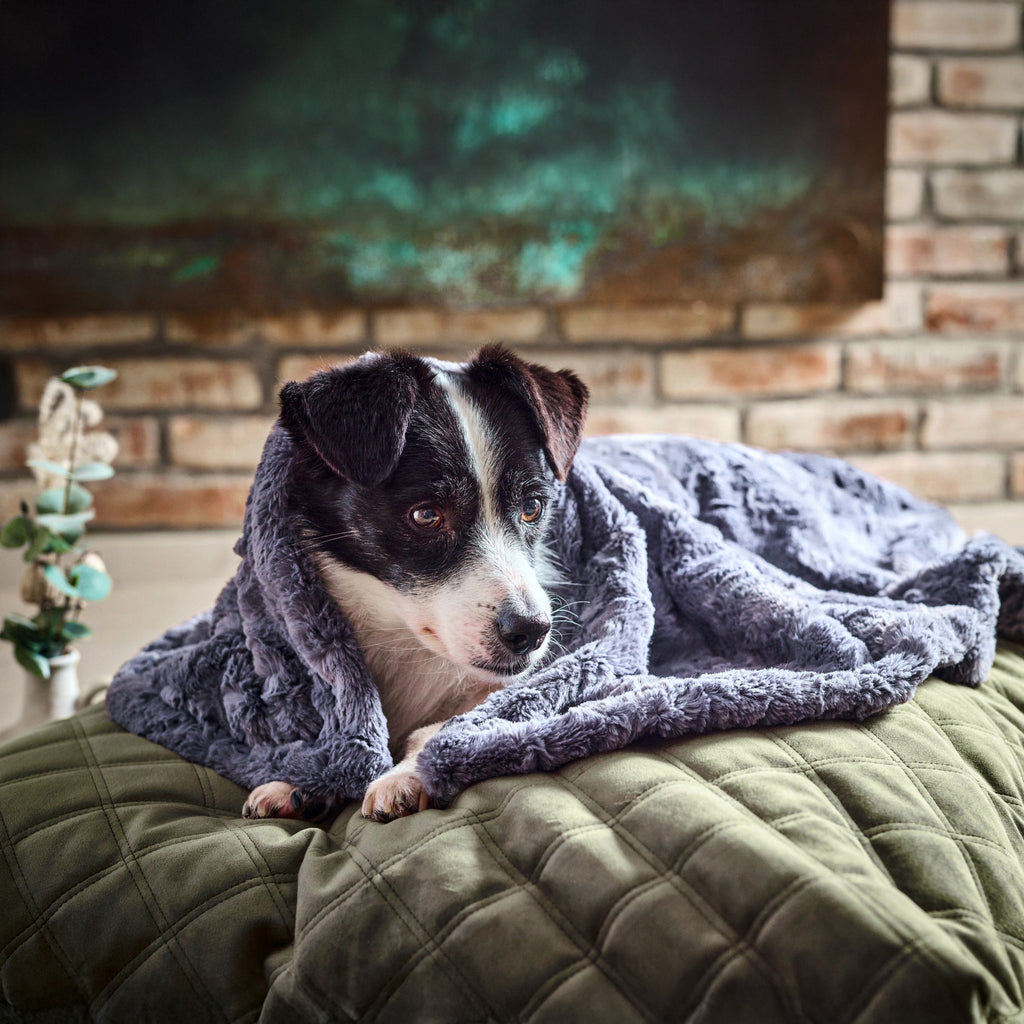 Cosy knuffeldeken voor honden