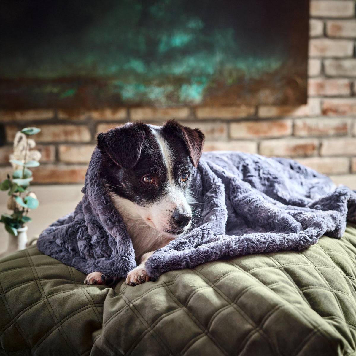 Cosy knuffeldeken voor honden