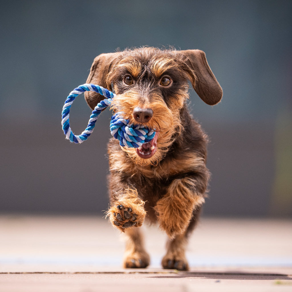 Mini-slingbal - cultspeelgoed voor honden