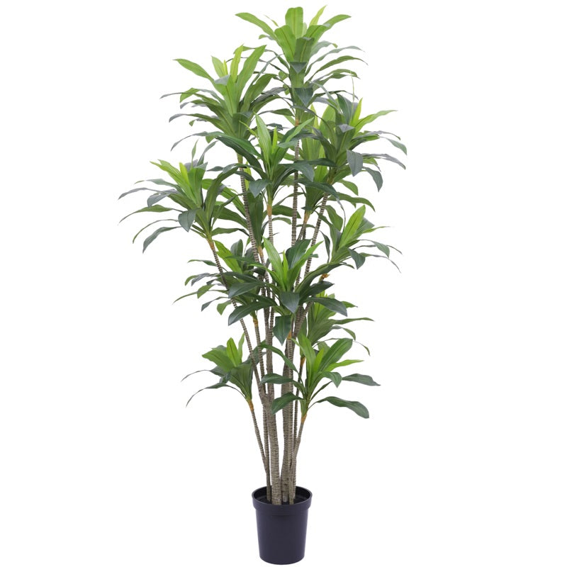 Kunstboom Dracaena real touch 250cm