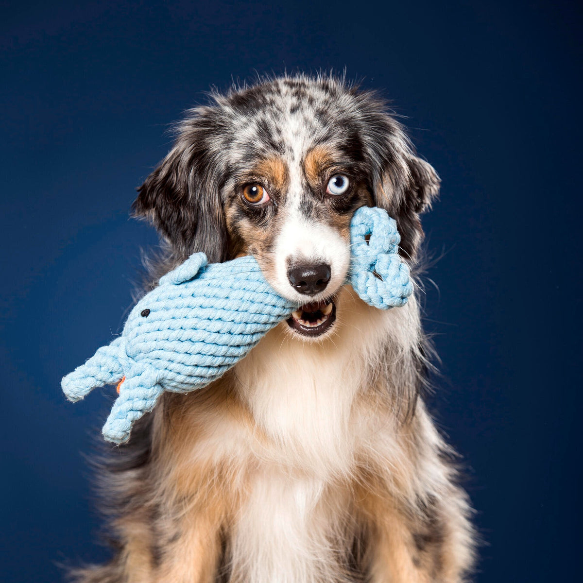 Didi Delfin - cultspeelgoed voor honden