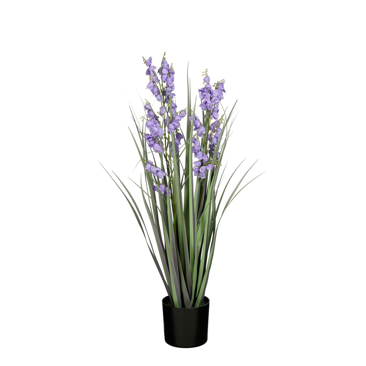 Gras campanula paars