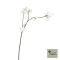 Prunus malaga tros wit 84cm