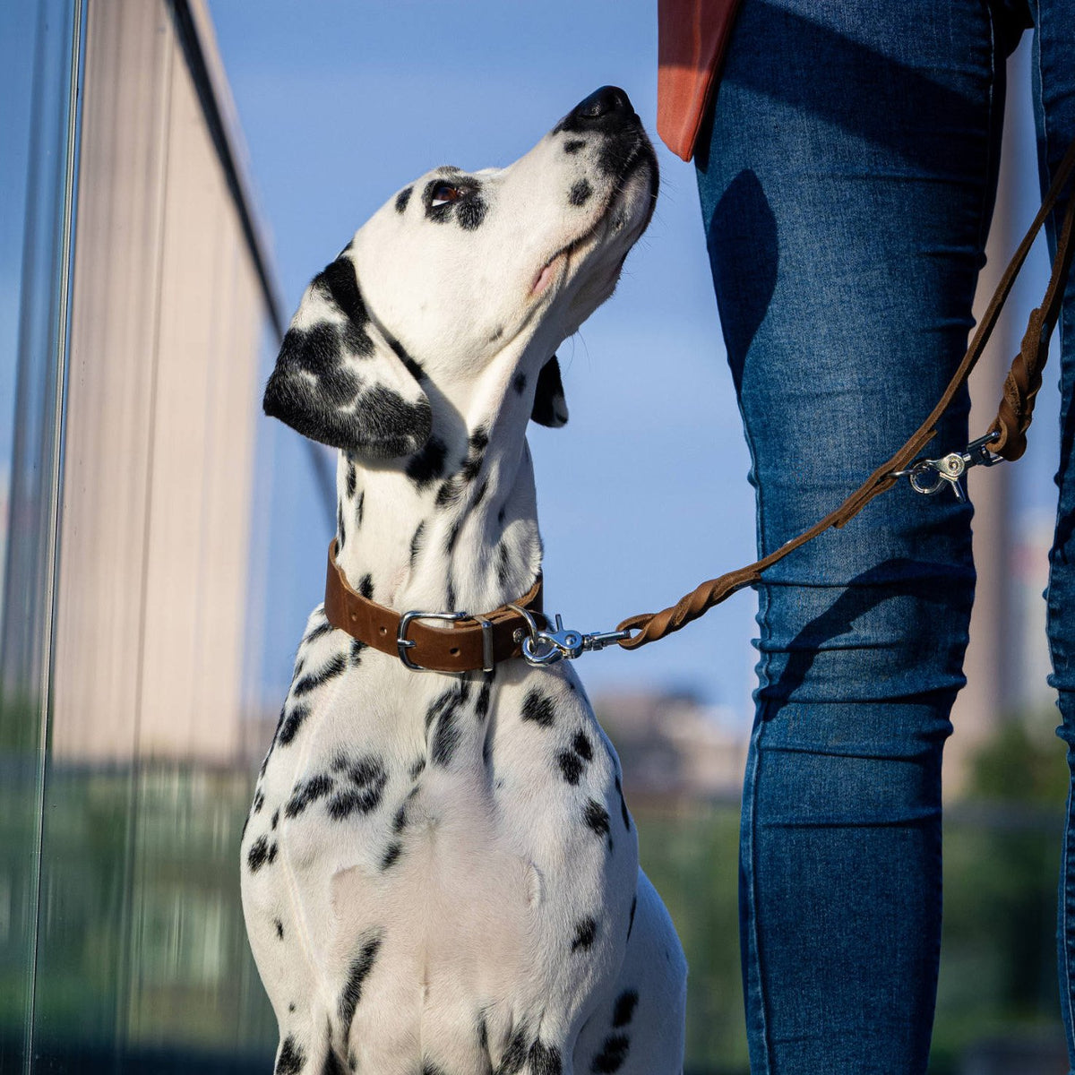 Giro leren halsband voor honden