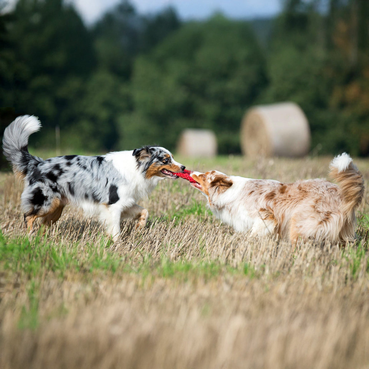 Paula & Paulchen Peace - cultspeelgoed voor honden