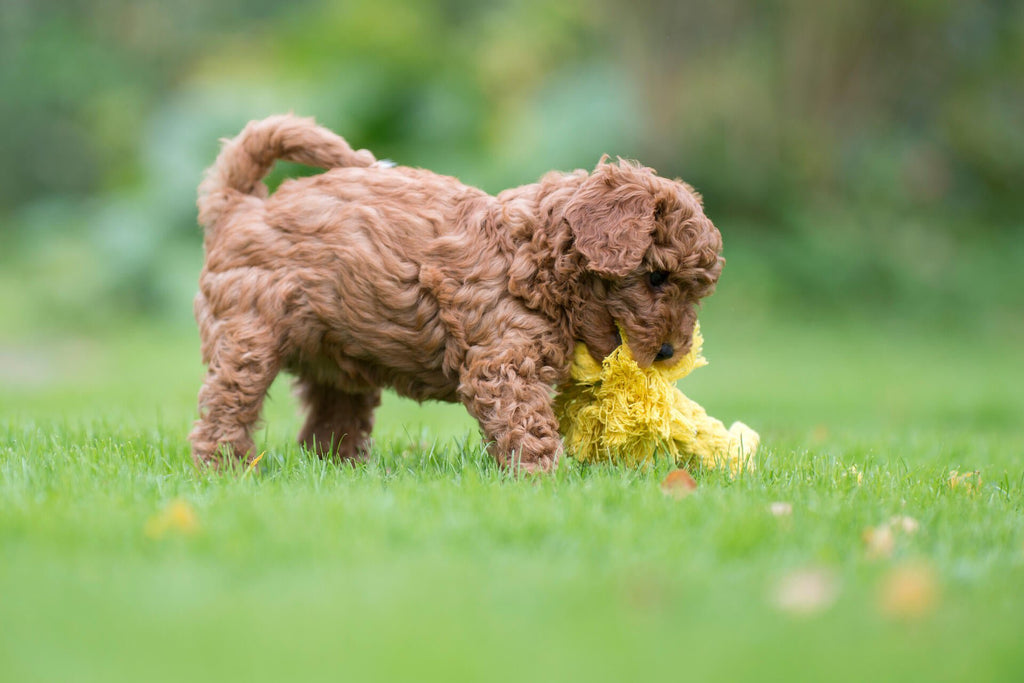 Leo leeuw - cultspeelgoed voor honden