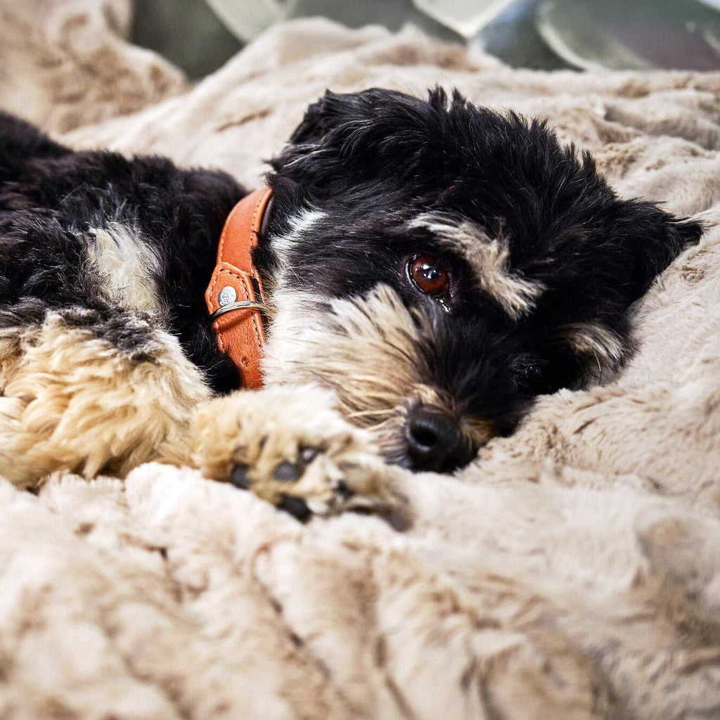 Cosy knuffeldeken voor honden
