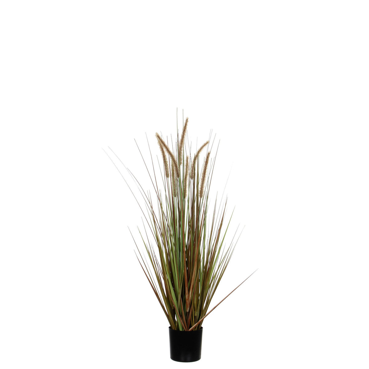 Pluimgras dogtail groen in pot